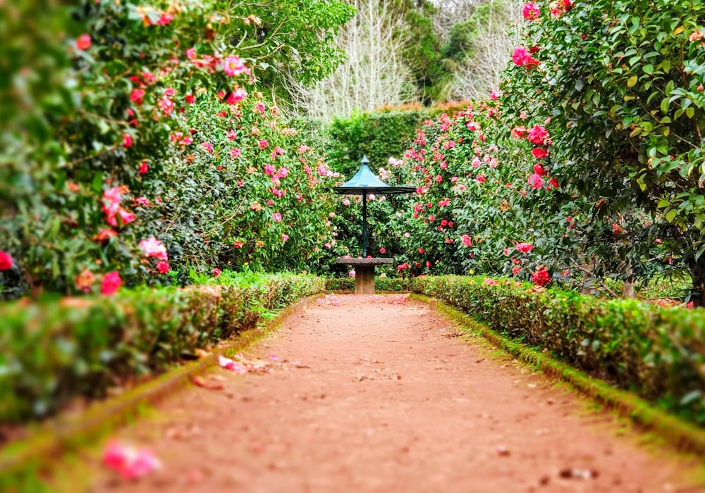 زراعة وتجميل الأسطح